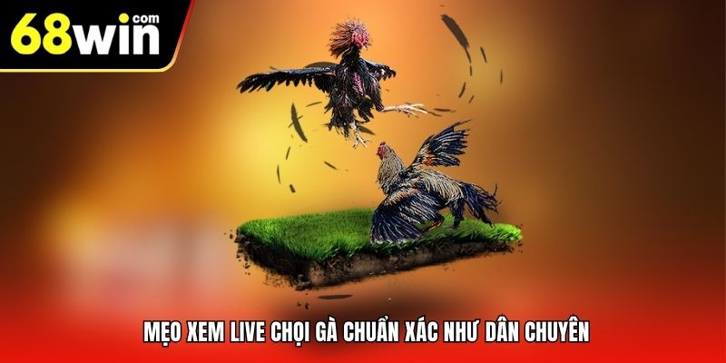 Mẹo xem live chọi gà chuẩn xác như dân chuyên