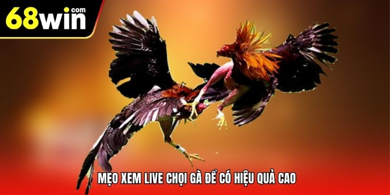 Mẹo xem live chọi gà để có hiệu quả cao