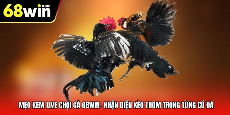 Mẹo xem live chọi gà
